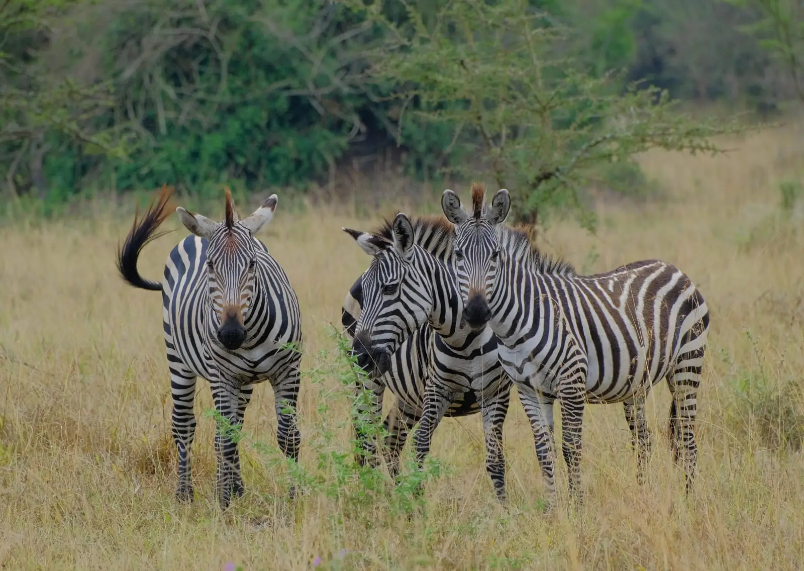 Bird watching in Uganda